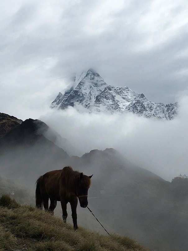 Beauty of Mardi Himal Trek