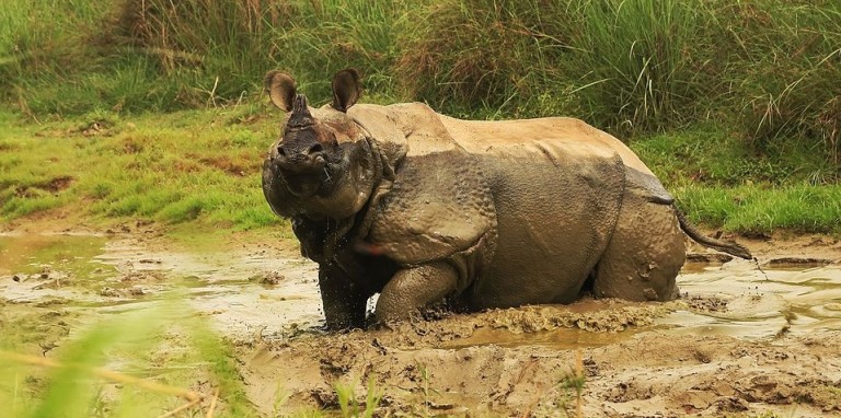 Chitwan National Park Nepal