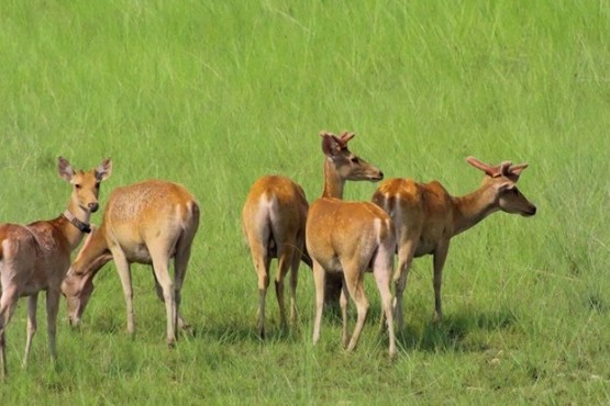 Deers at Bardiya National Park