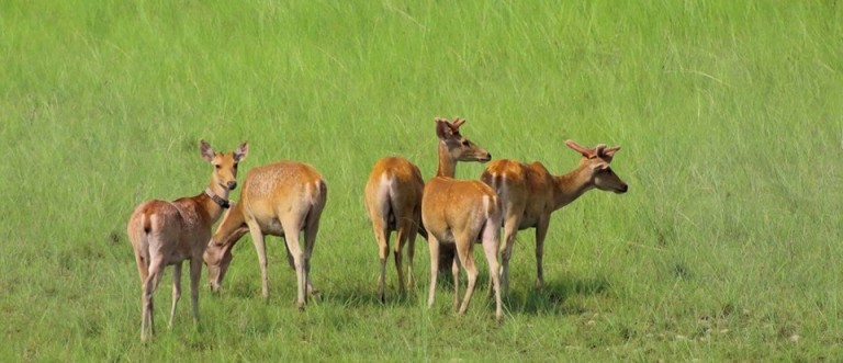 Deers at Bardiya National Park