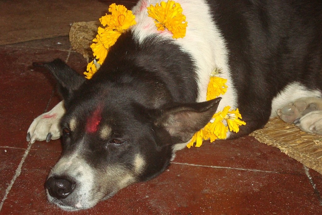 dog festival in Nepal 
