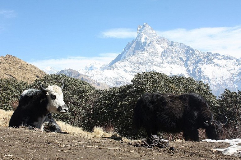 Mardi himal trek season best time 