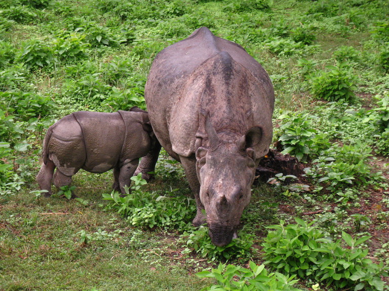 chitwan national park