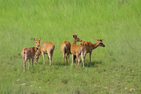 Bardia National Park