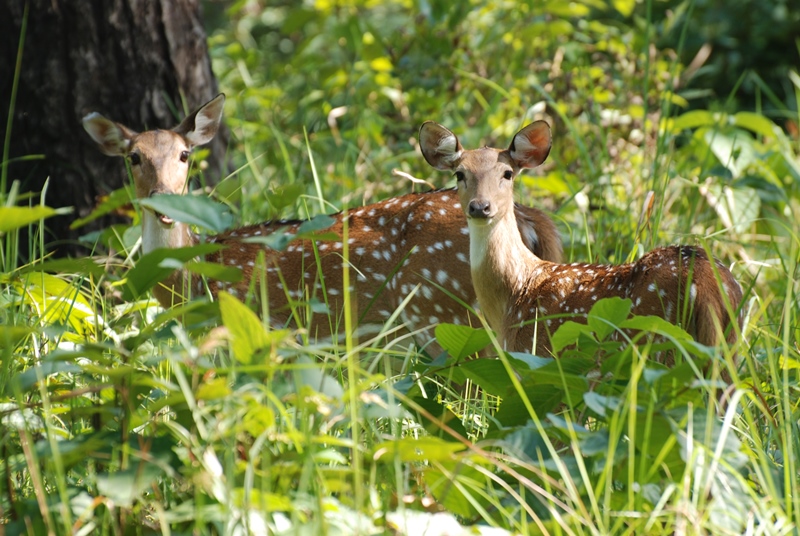 what-things-are-in-nepal-national-parks-of-nepal