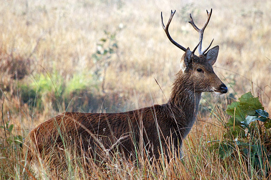 The Barasingha-Suklaphanta National Park