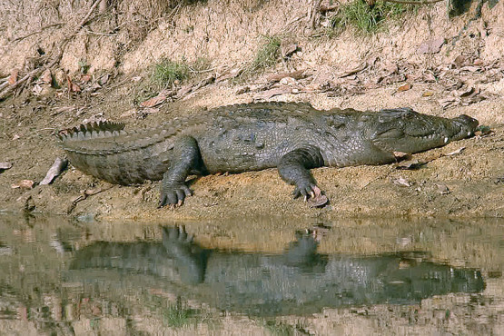 Wildlife in Chitwan National Park