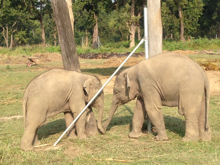 Elephant Breeding Center