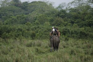 safari in chitwan